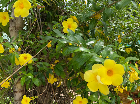 迪佳美隆迪卡洛奇提库纳酒店主图