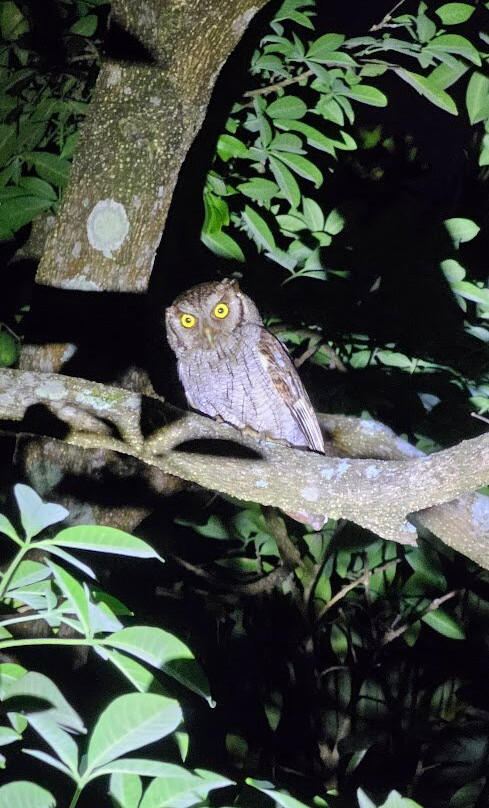 Ave Nativa Birding Tours Costa Rica-爱雷迪雅必去景点
