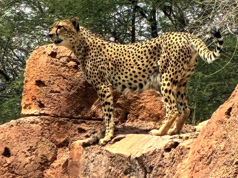 Al Ain Zoo 2017 2018 2019-艾因市必去景点