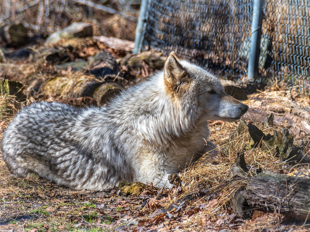 Lakota Wolf Preserve-Columbia必去景点