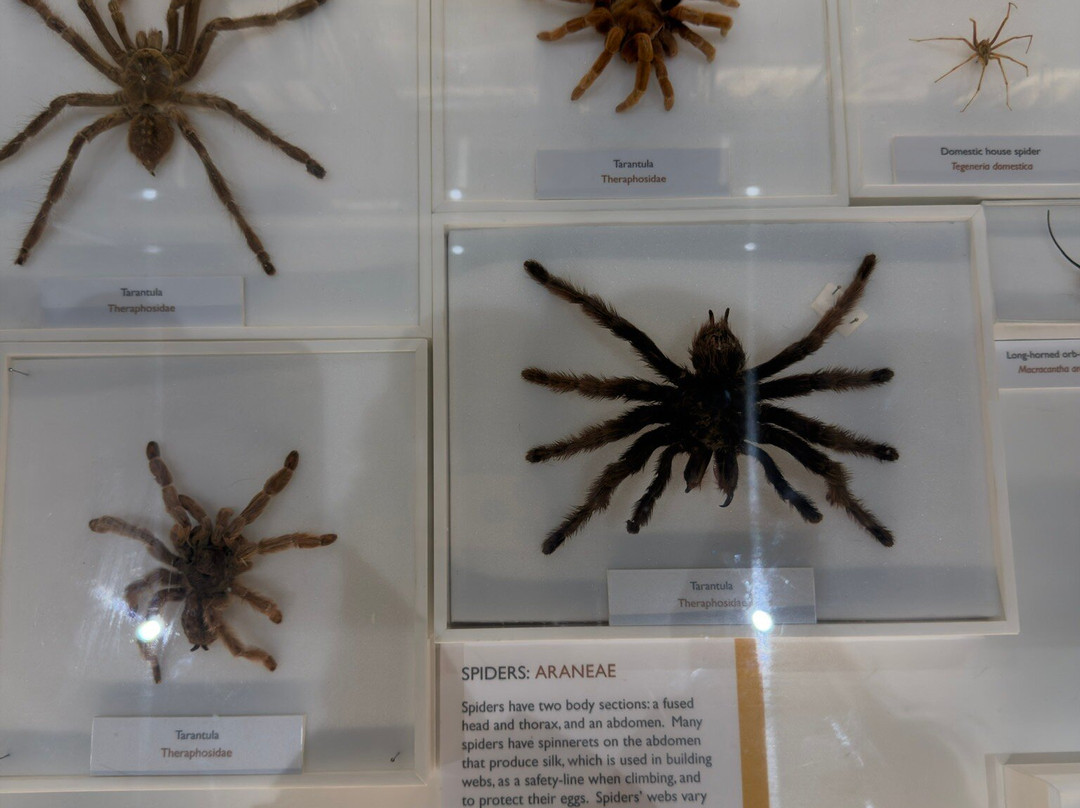 University Museum of Zoology-剑桥必去景点