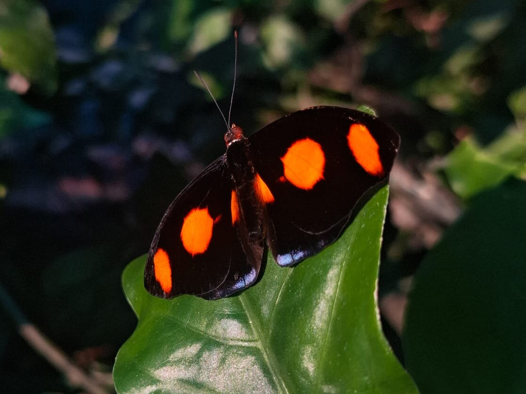 Mariposario Morpho Azul-Guácima必去景点