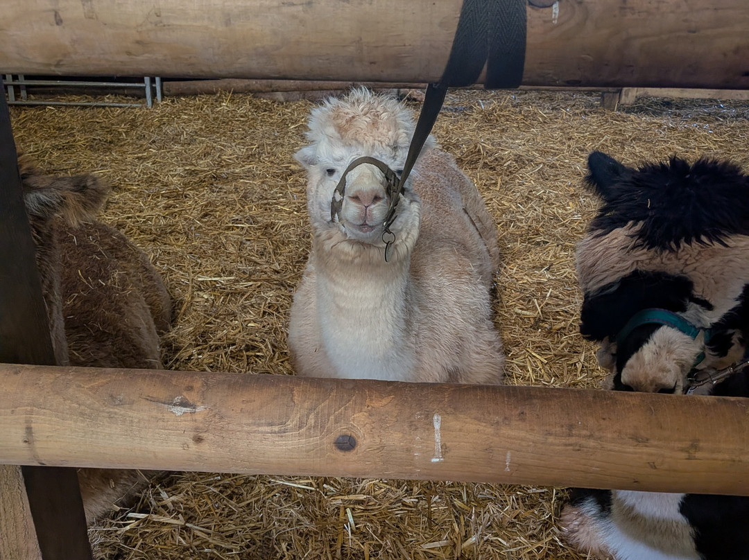 Pembrokeshire Alpaca Trekking-腾比必去景点