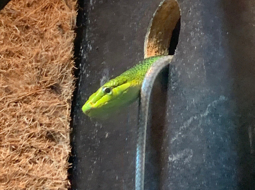 Newquay Zoo-纽奎必去景点