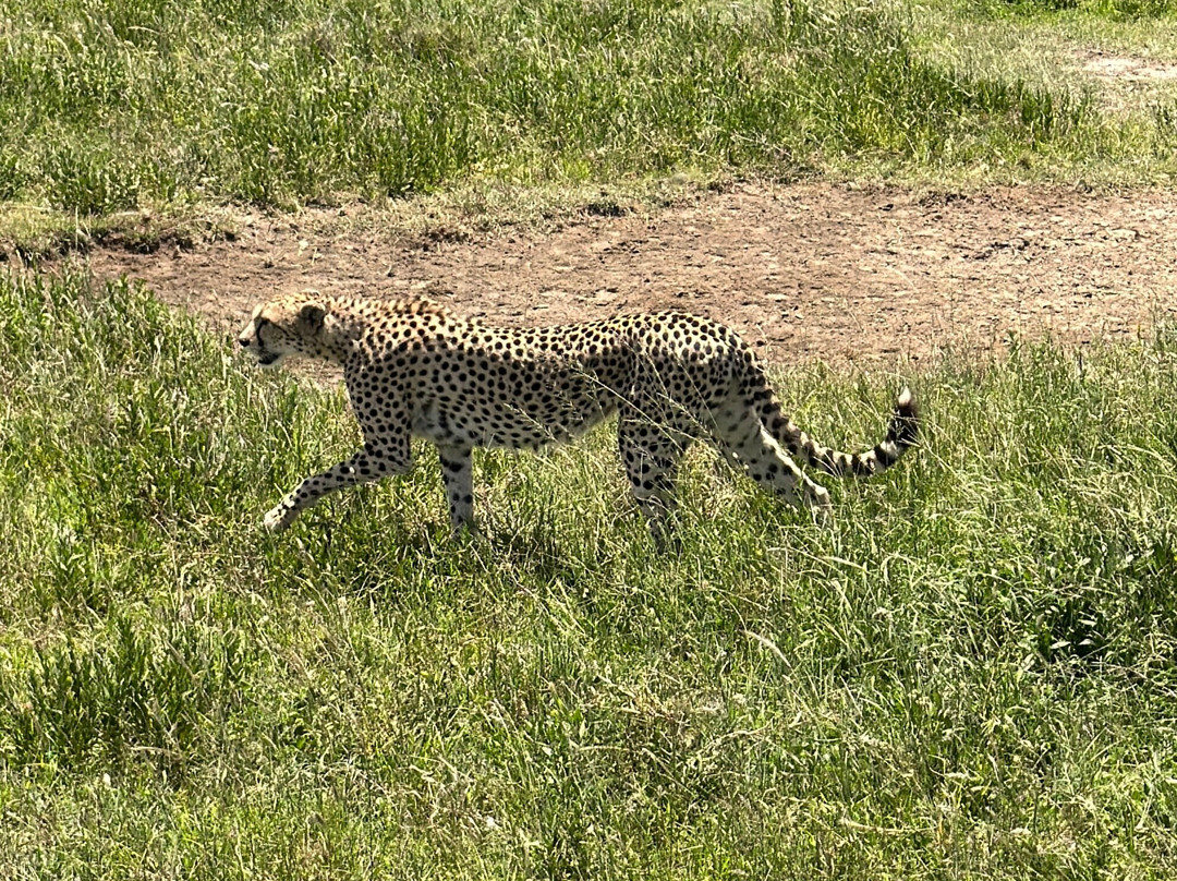 Tanzania-Experience-阿鲁沙必去景点