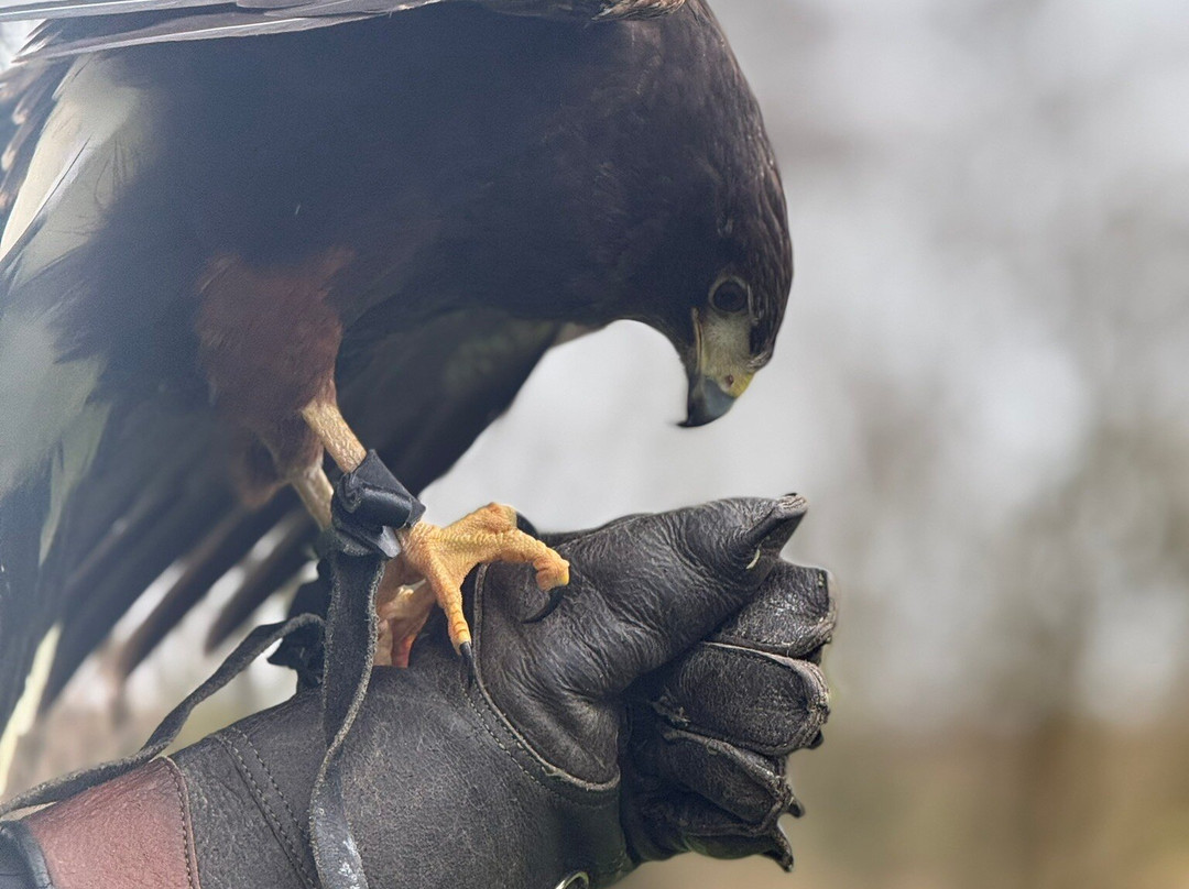 North Devon Hawk Walks-South Molton必去景点