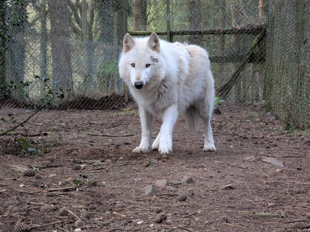 Lupi-Les Loups de Coat Fur-Lescouet-Gouarec必去景点