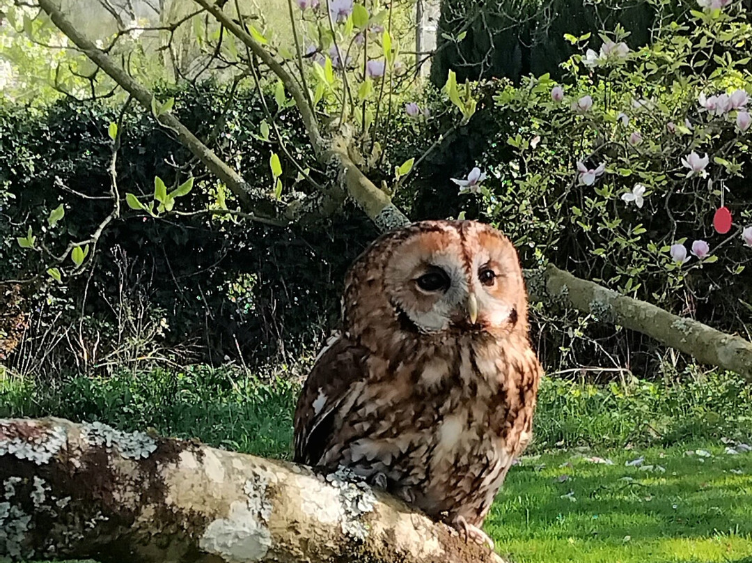 Wren's Birds Of Prey-Wotton-under-Edge必去景点