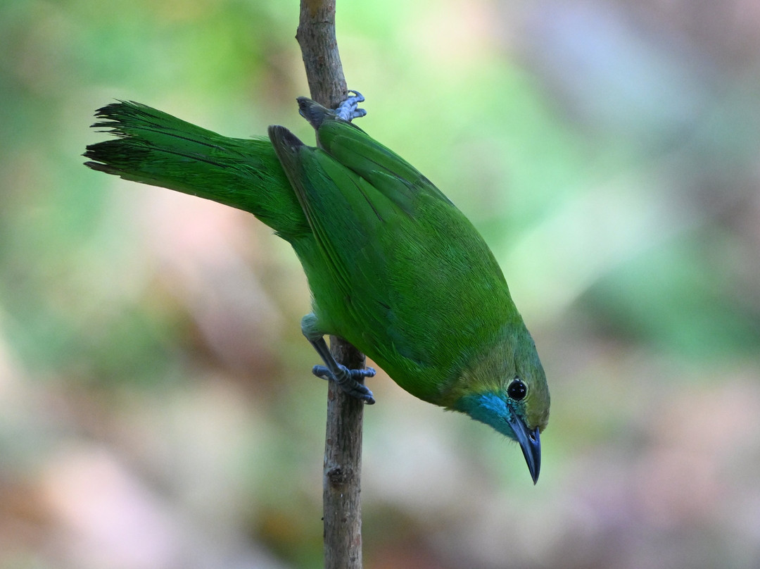 杰特威萨曼别墅奢华度假村（成人专属）主图