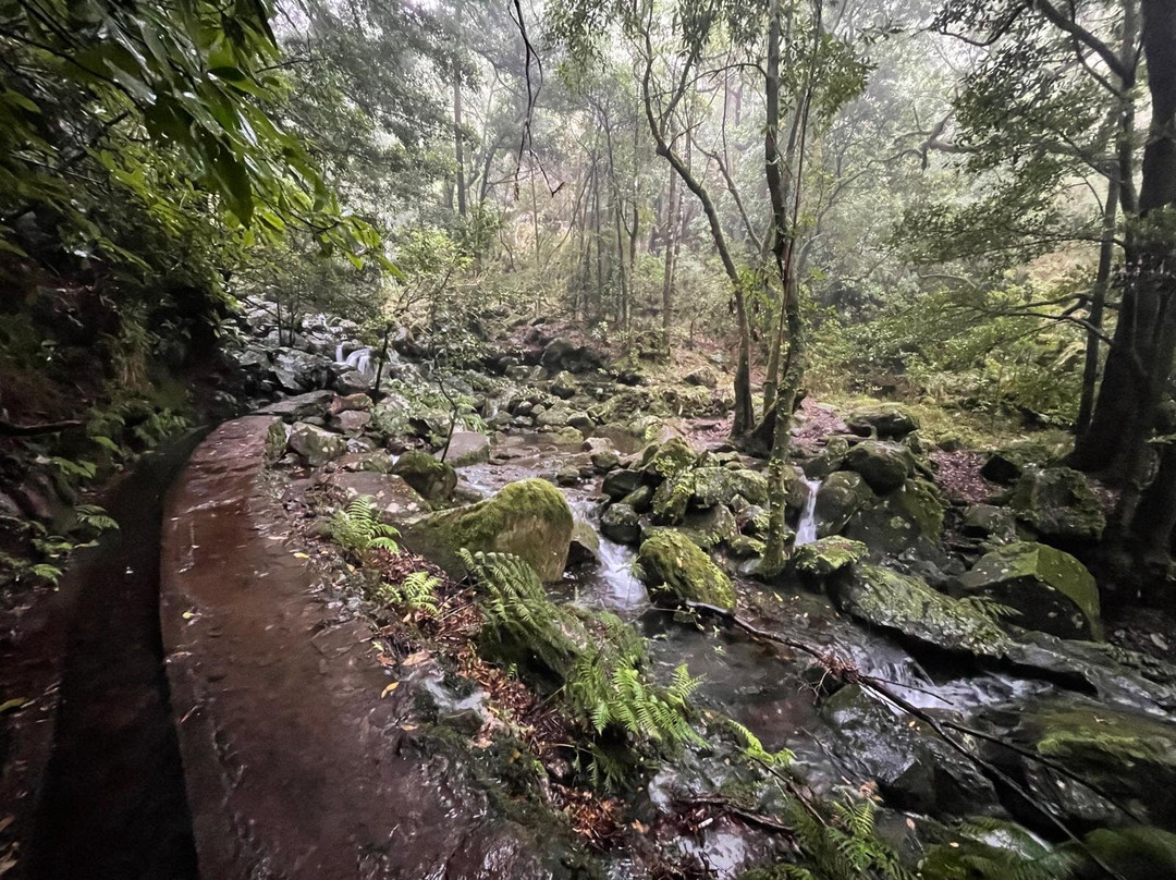 Levada dos Cedros