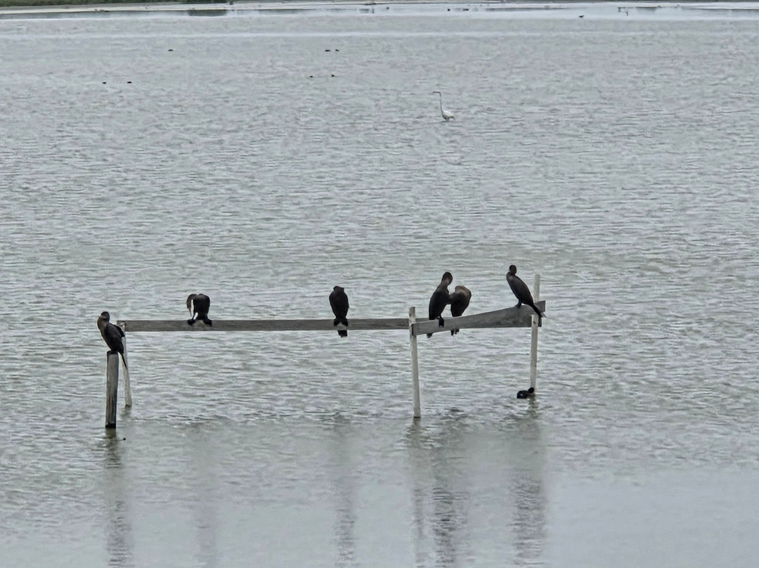 Leonabelle Turnbull Birding Center-阿兰瑟斯港必去景点