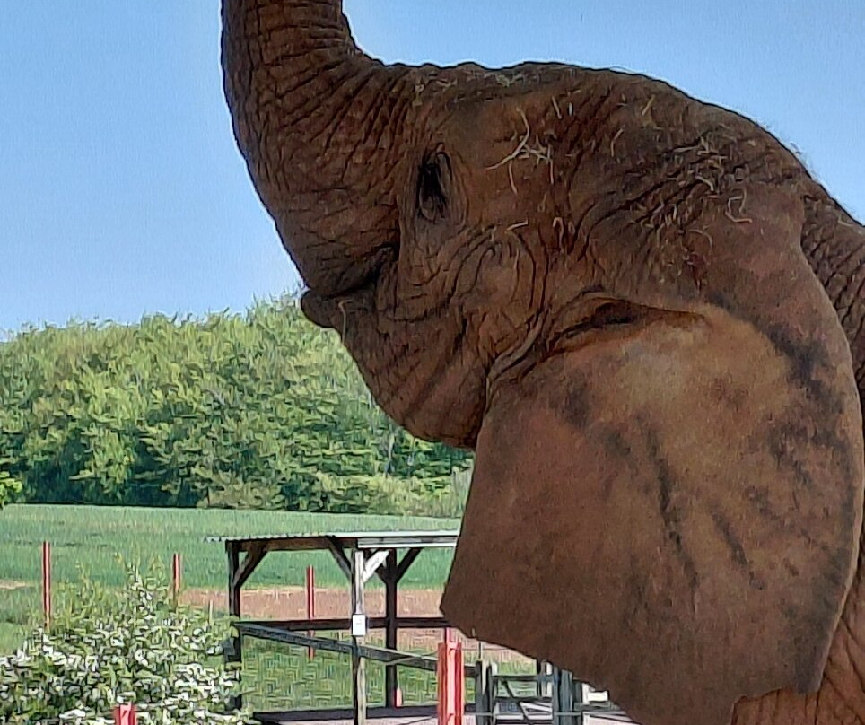 Noah's Ark Zoo Farm-Wraxall必去景点
