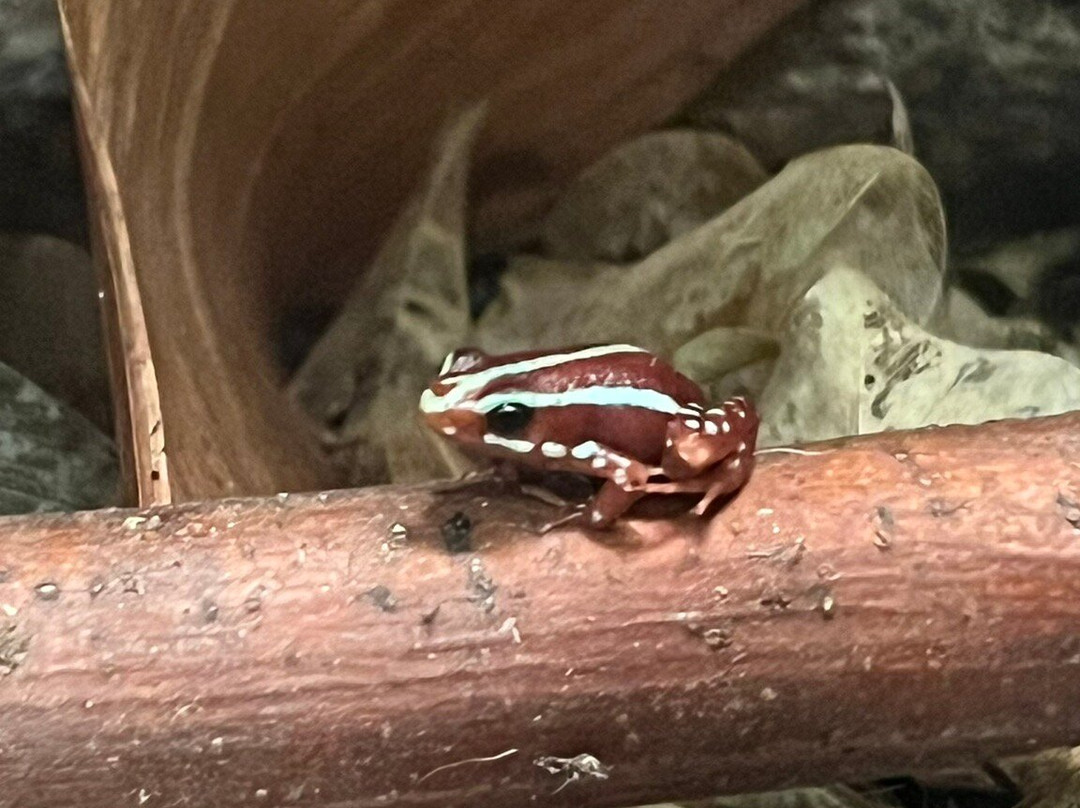 Newquay Zoo-纽奎必去景点