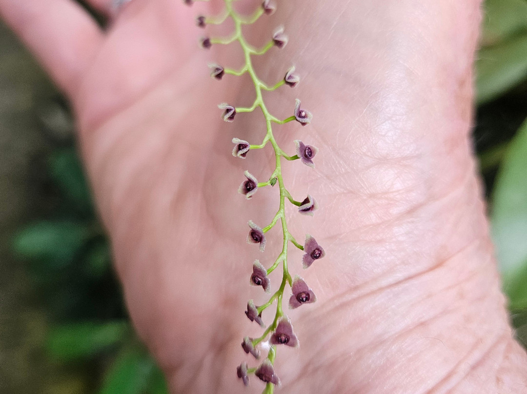 Monteverde Orchid Garden-圣埃伦娜必去景点
