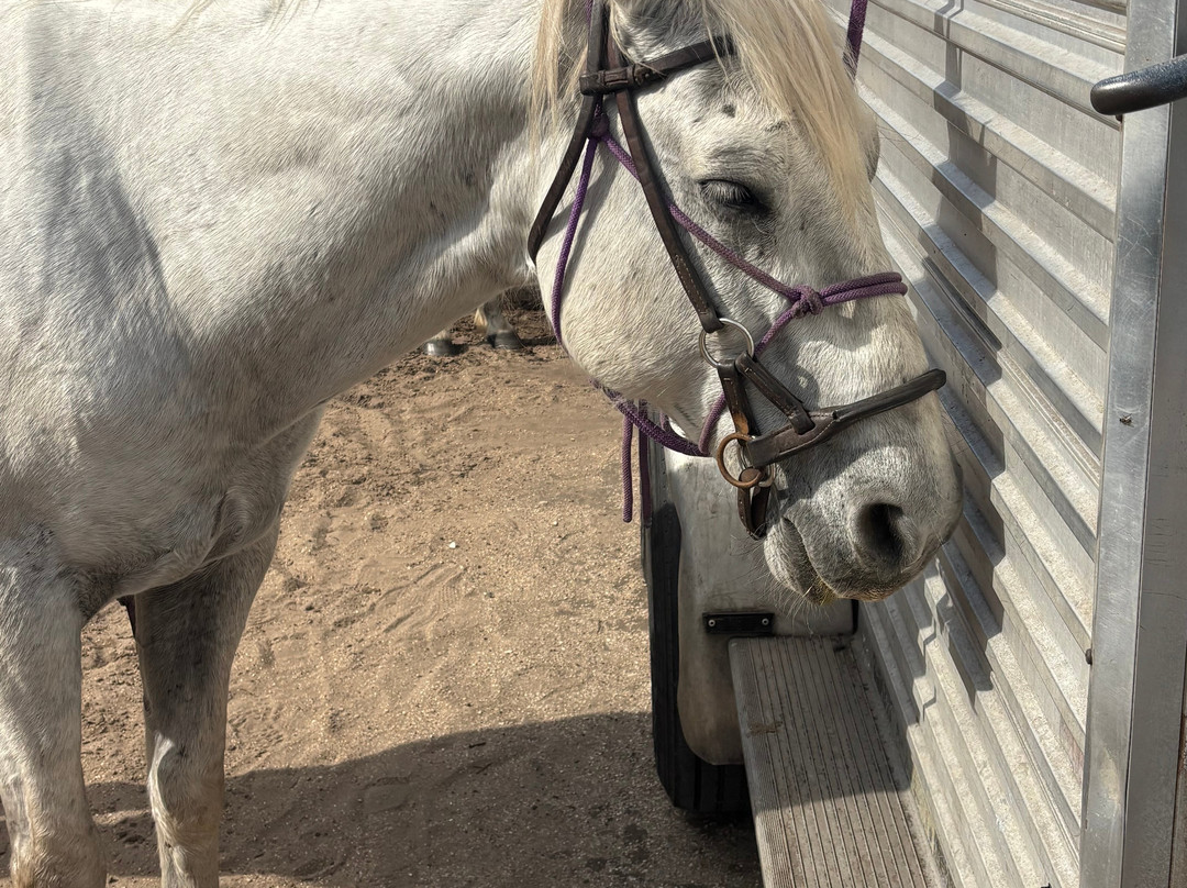 Equestrian Adventures of Florida-代托纳比奇必去景点