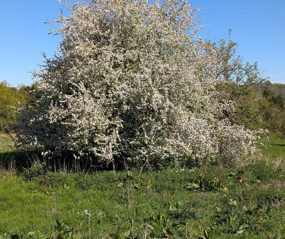 Woodchester Park-斯特劳德必去景点