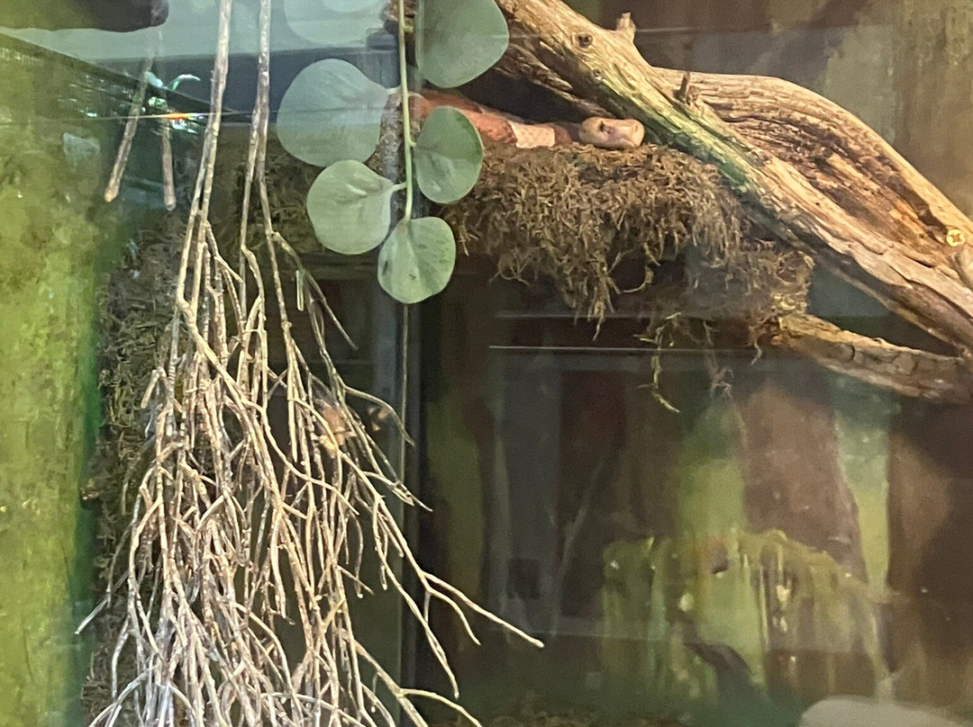 Reptilienzoo Happ-卡拉根渡口必去景点