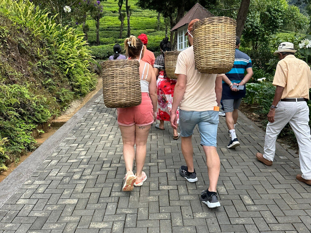 茶趣工坊 · 黛玛系列主图