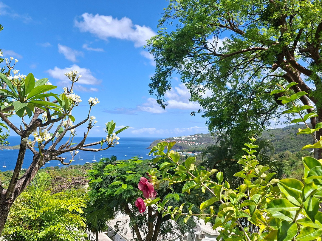 Le Jardin Tropical主图