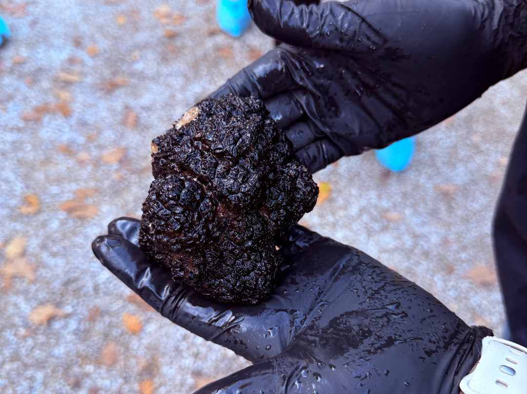 The Truffle Farm Tasmania-德洛兰恩必去景点