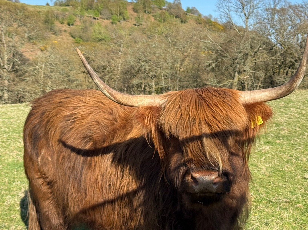 Nether Glenny Farm - Coos and Views-斯特灵必去景点