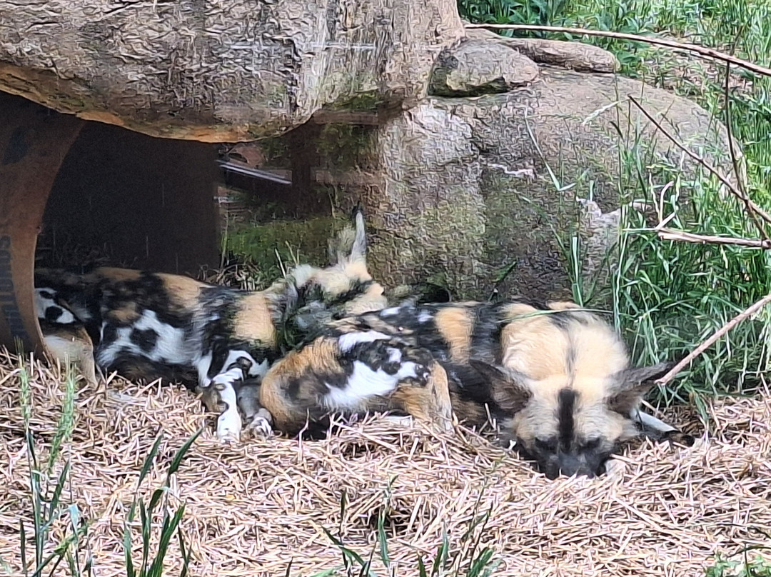 Greenville Zoo-格林维尔必去景点