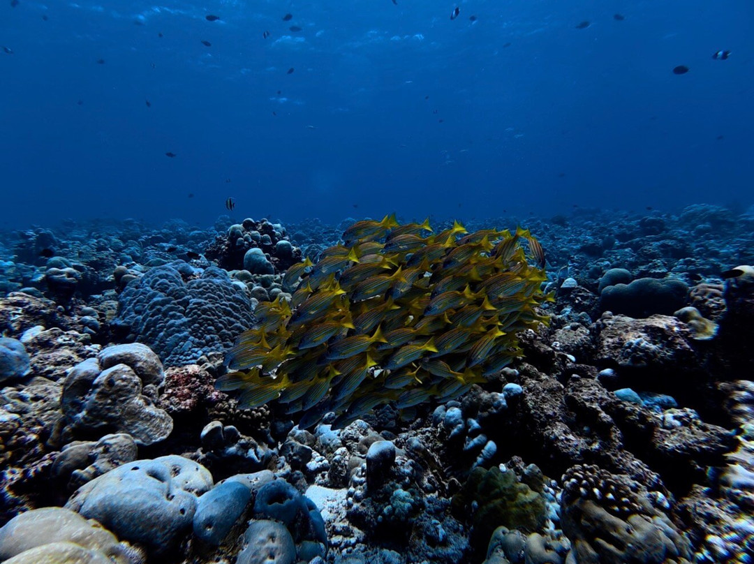 Euro-Divers Niva Dhigali Maldives-Meedhoo必去景点