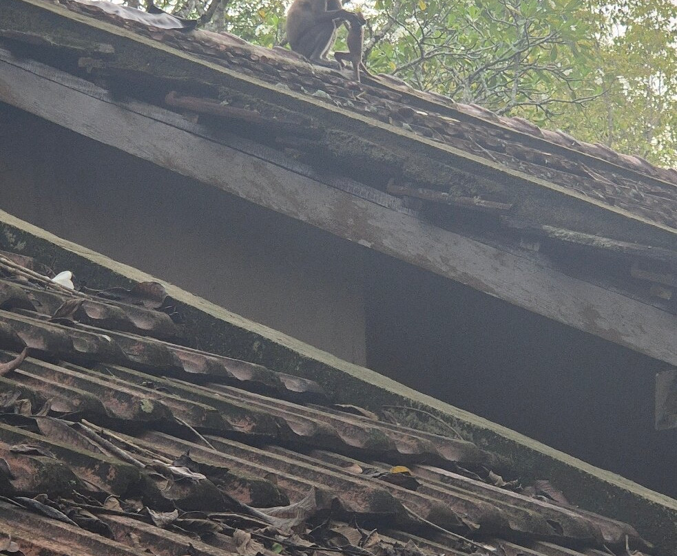 狮岩庭院主图