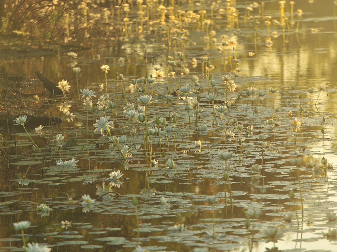 Lily Lagoon-Longreach必去景点