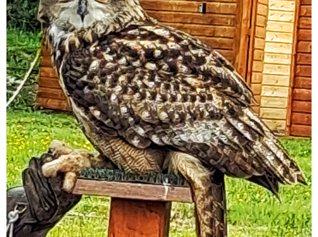 Kingdom Falconry - Dingle-丁格尔必去景点