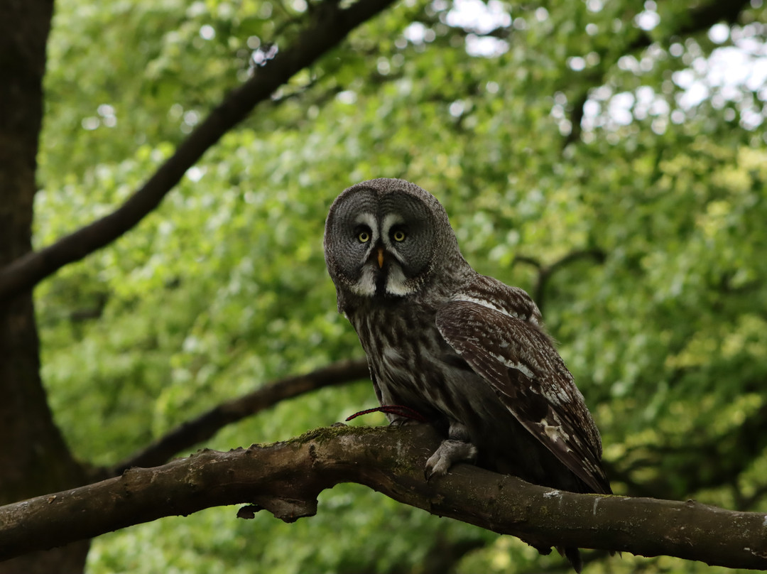 Elite Falconry-Kirkcaldy必去景点