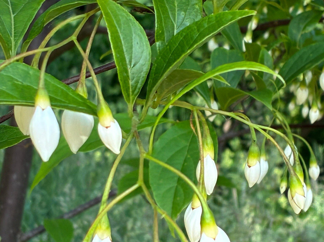 Belmonte Arboretum Wageningen-瓦赫宁恩必去景点