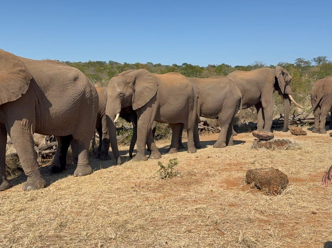 Wild Horizons Elephant Sanctuary-维多利亚瀑布必去景点