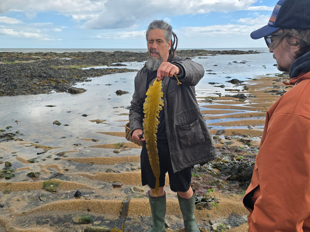 East Neuk Seaweed-St Monans必去景点