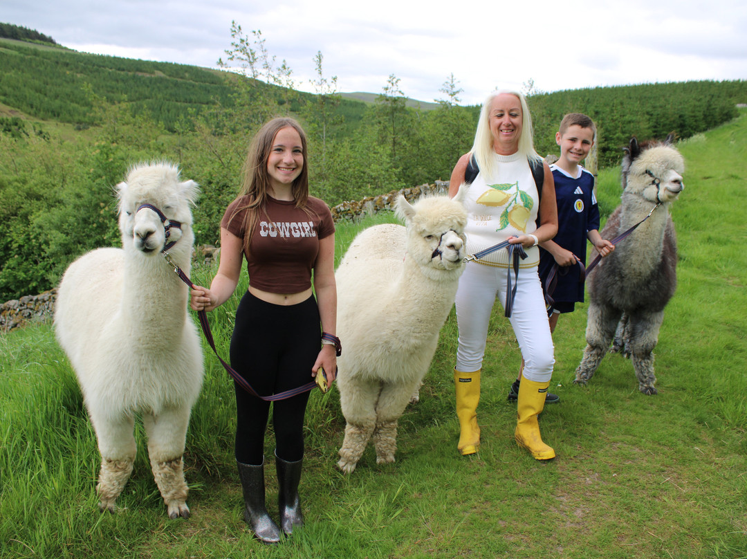 Beirhope Alpacas-Hownam必去景点