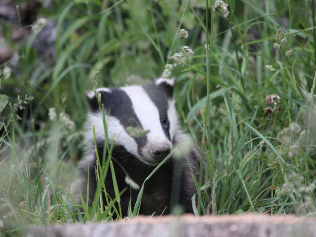 Badger Watch Dorset-Buckland Newton必去景点