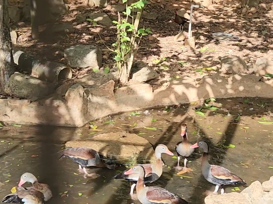 Emperor Valley Zoo-西班牙港必去景点