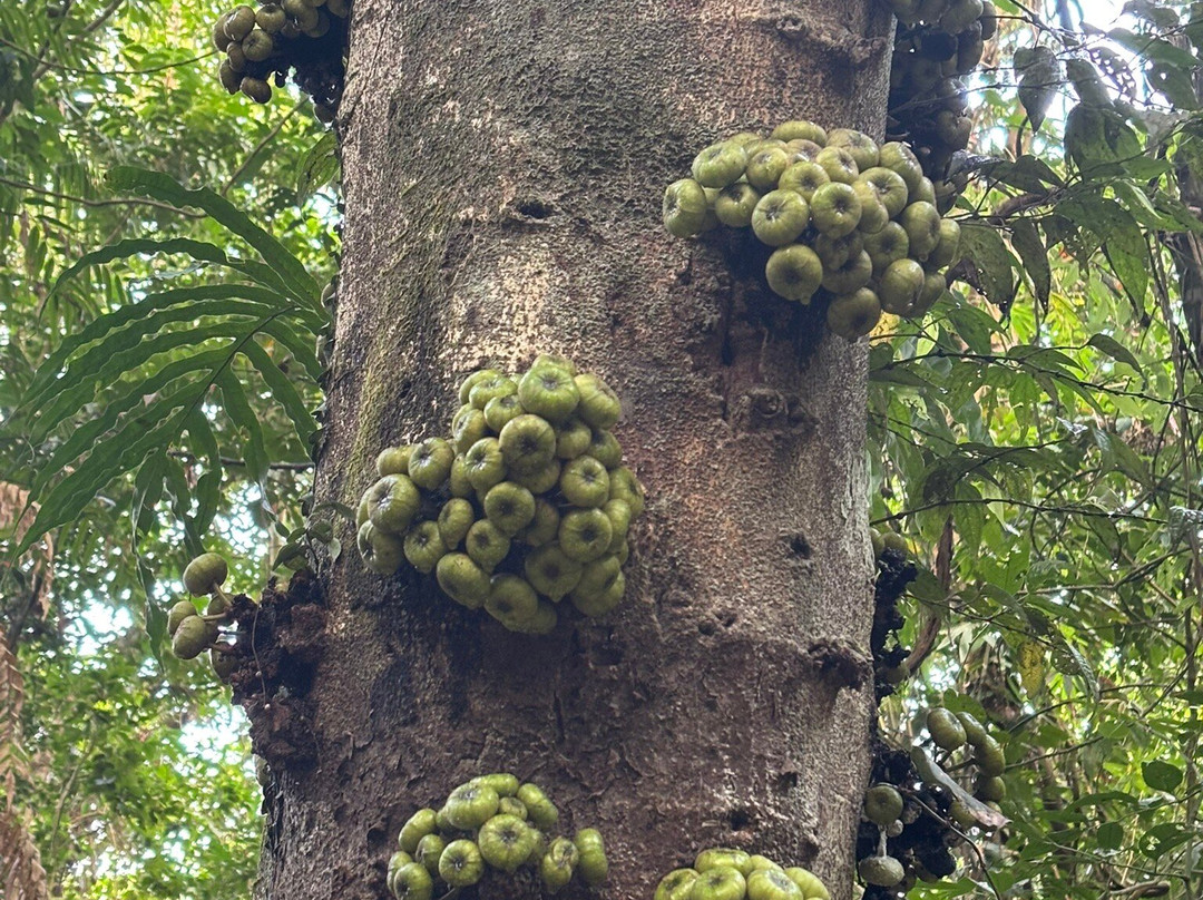 Mount Makiling-Los Banos必去景点
