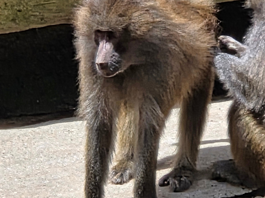 Paignton Zoo Environmental Park-佩恩顿必去景点