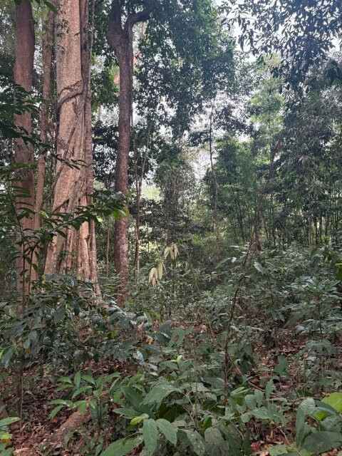 Parrot Tours-邦隆必去景点