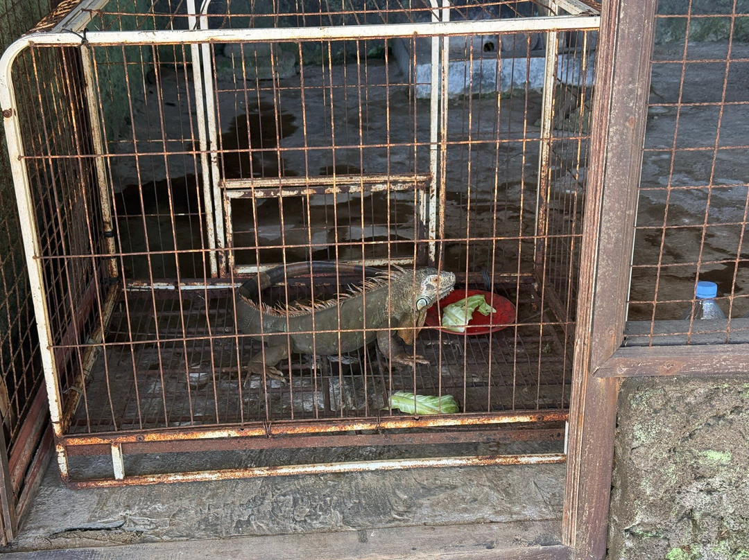 Deluang Sari Turtle Conservation Center-南湾必去景点