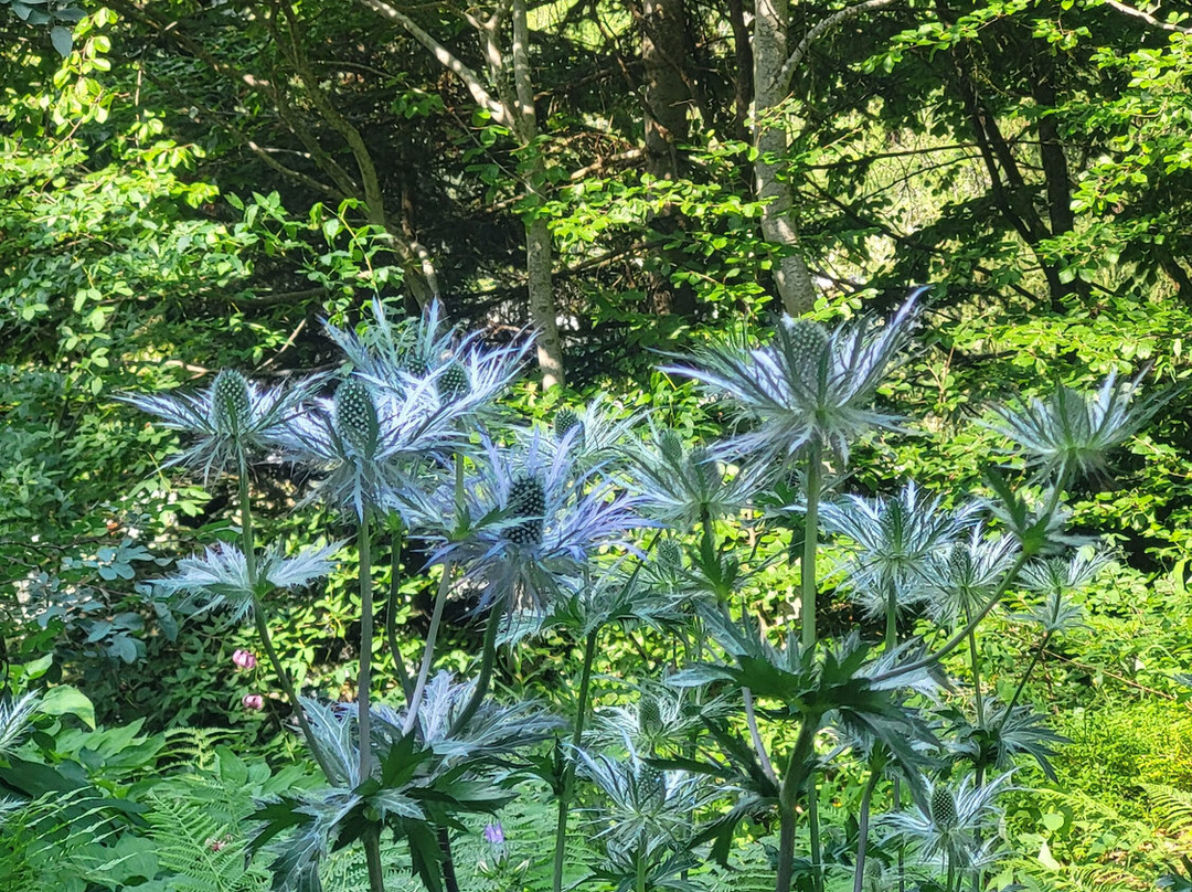 Giardino Botanico Valderia-Valdieri必去景点
