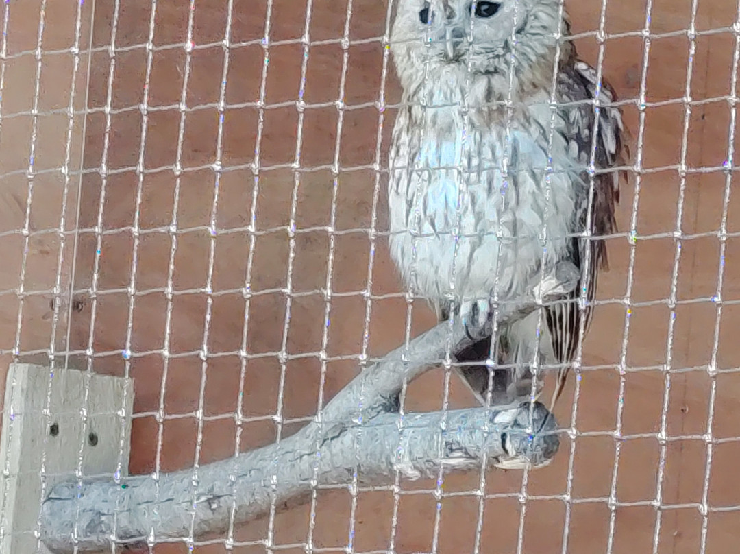 The British Bird of Prey Centre-喀麦登必去景点