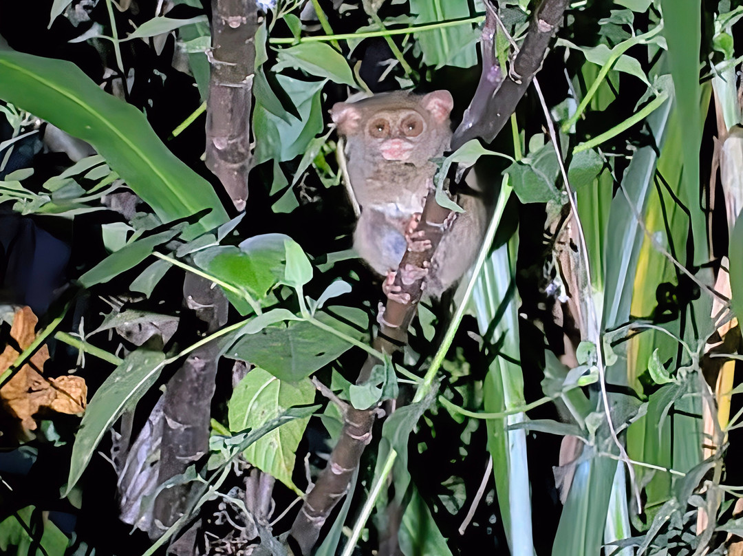 Tentena wildlife tour and Lorelindu national park-Tentena必去景点
