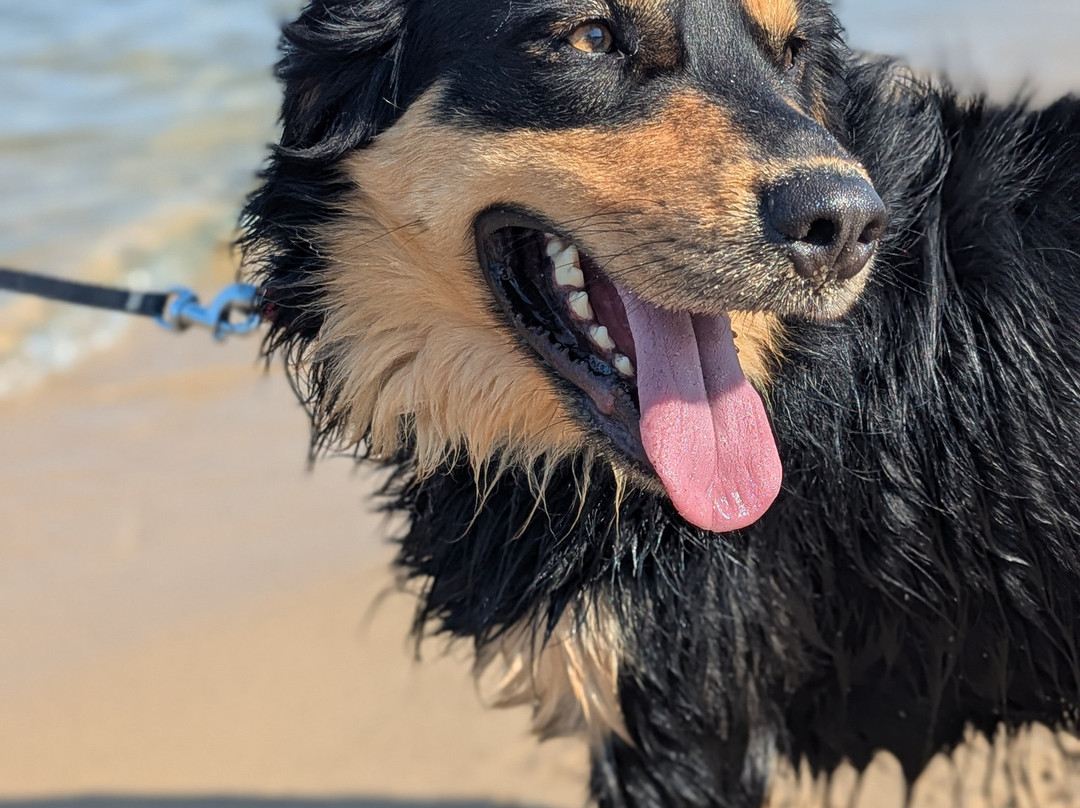 Saugatuck Dunes State Park-荷兰村必去景点