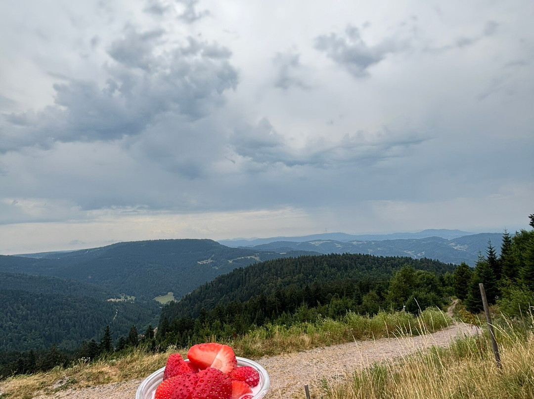 Schwarzwald Hochstrasse-拜尔斯布龙必去景点