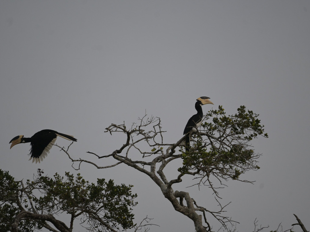 Wilpattu Safari Jeep-Wilpattu National Park必去景点