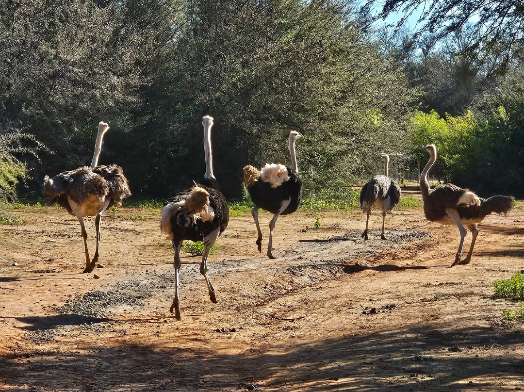 Safari Ostrich Farm-奥兹洪必去景点