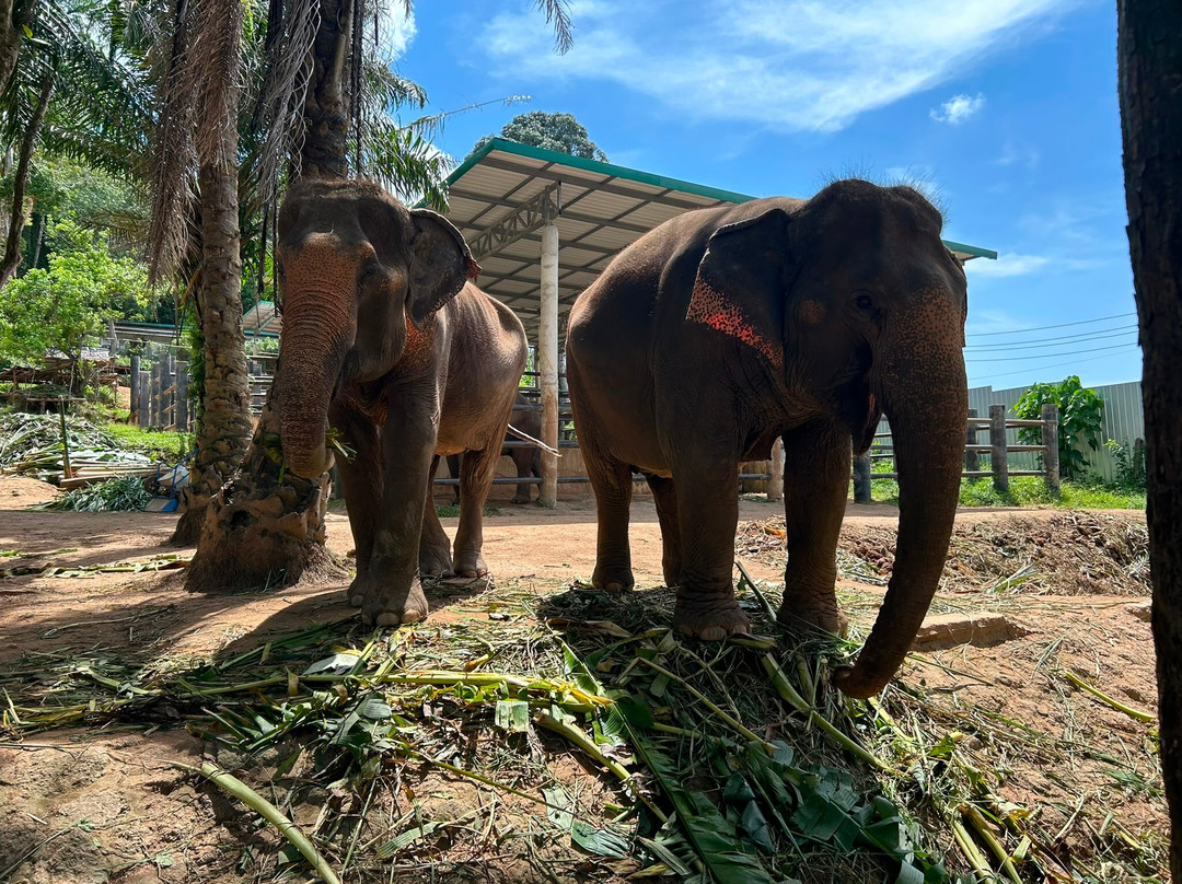 Phuket Elephant Nature Reserve-他朗必去景点