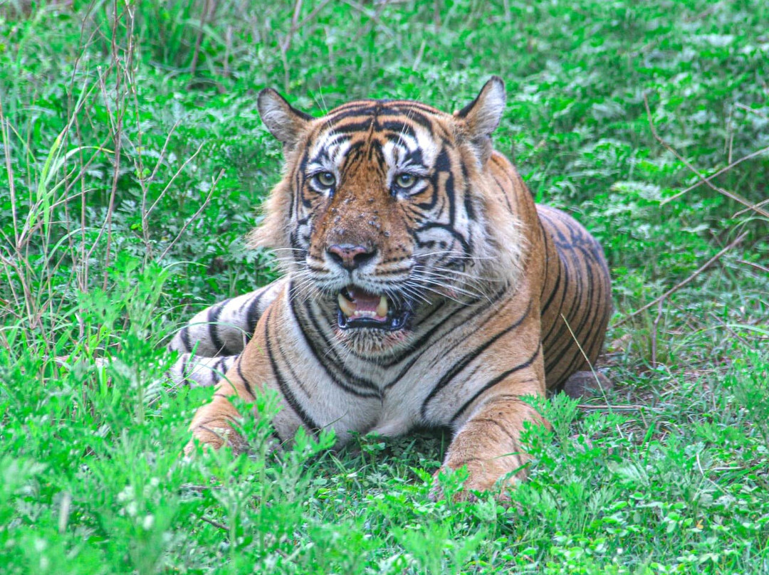 Sariska Tiger Reserve-阿尔瓦必去景点